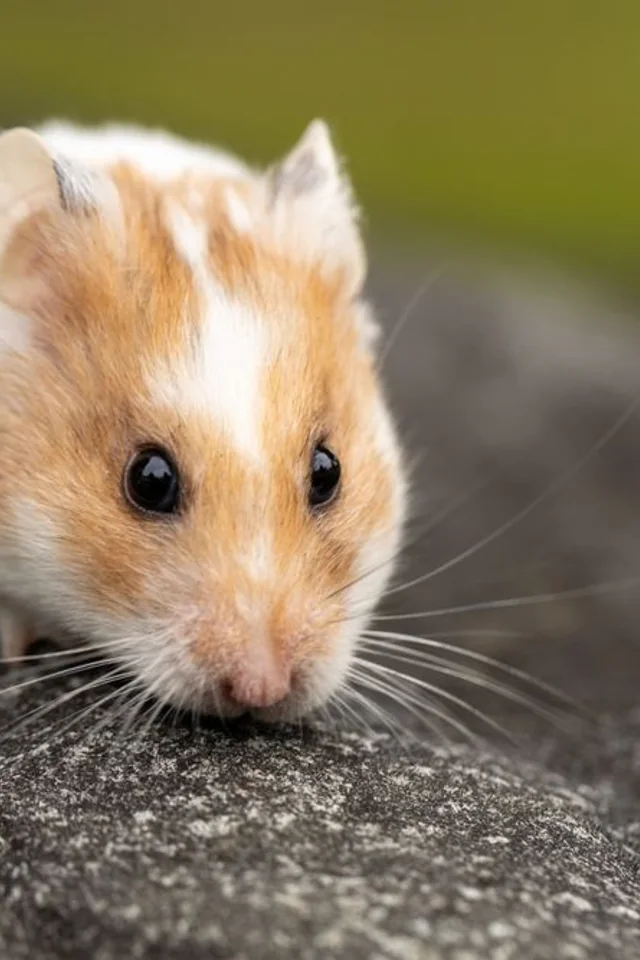 Golden and white Syrian hamster resting on a rock